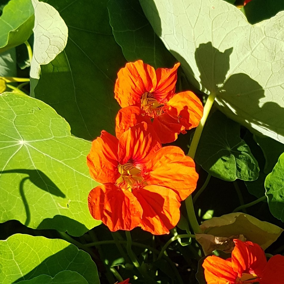 Logo fuer HTML-Seminar